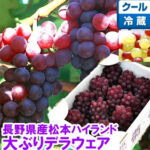 Delaware Grapes | Nagano Prefecture