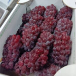 Delaware Grapes | Nagano Prefecture