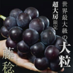 Fuji Minori Grapes | Yamanashi Prefecture | Pack
