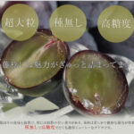 Fuji Minori Grapes | Yamanashi Prefecture | Pack