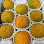 House Grown Tone Kaki (Seedless) | Wakayama Prefecture | 9 Pcs