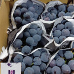 Kai King (Black King) Premium Grapes | Yamanashi Prefecture