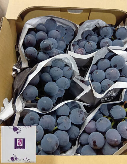 Kai King (Black King) Premium Grapes | Yamanashi Prefecture