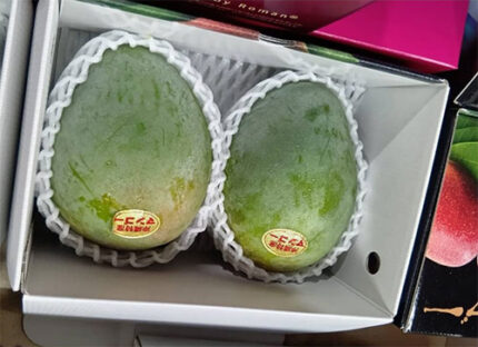Keats Mango | Okinawa Prefecture