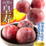 Kouji Premium Plum | Yamanashi Prefecture