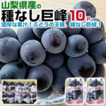 Kyoho Grapes | Yamanashi Prefecture | Pack