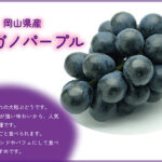 Nagano Purple Grapes (Premium Shu Grade) | Nagano Prefecture