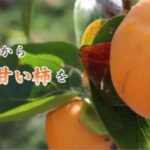 Nishiyoshino Tone Kaki | Nara Prefecture