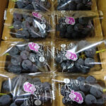 Pione Grapes | Premium Grade - Akashu (Seedless) | Okayama Prefecture | 350g Pack