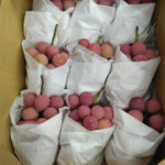 Queen Nina Grapes | Shu Grade | Yamanashi Prefecture | 550g