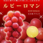 Ruby Roman Grape | Ishikawa Prefecture