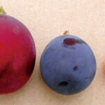 Ruby Roman Grape | Ishikawa Prefecture