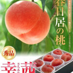 Sachiakane Peach | Premium Grade | Yamanashi Prefecture