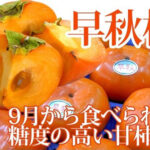 House Grown Persimmon Soushu Kaki | Nara Prefecture