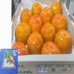 House Grown Persimmon "Soushu Kaki" (Seedless) | Aichi Prefecture | L Size