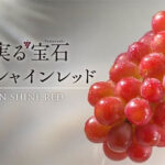 Sun Shine Red Grapes | Yamanashi Prefecture