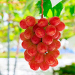 Sun Shine Red Grapes | Yamanashi Prefecture