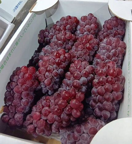 Delaware Grapes | Nagano Prefecture
