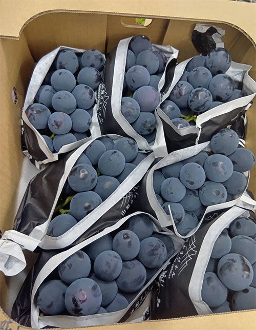 Kai King (Black King) Premium Grapes | Yamanashi Prefecture