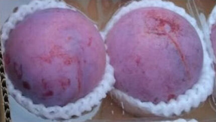 Kouji Premium Plum | Yamanashi Prefecture | Pack