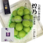 Shine Muscat "Kiramekino" Premium Variety | Okayama Prefecture | 600g