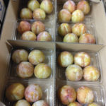 Akihime Plum | (Shu Grade) | Nagano Prefecture | 4L Size 4Pcs