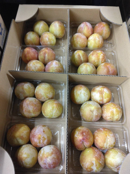 Akihime Plum | (Shu Grade) | Nagano Prefecture | 4L Size 4Pcs