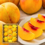 Golden Peach (Premium Shu Grade)| Yamagata Prefecture | 9 Pcs