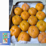 Jiro Kaki Persimmon | Aoshu Grade (Seedless) | Aichi Prefecture | 4L Size 14 Pcs