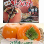 Jiro Kaki Persimmon (Seedless) | Premium-Aoshu Grade | Aichi Prefecture