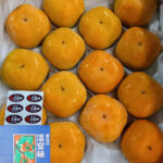 Jiro Kaki Persimmon (Seedless) | Premium-Aoshu Grade | Aichi Prefecture | 14 Pcs