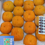 Jiro Kaki Persimmon (Seedless) | Premium-Aoshu Grade | Aichi Prefecture | 16 Pcs (Copy)