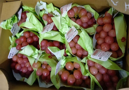 Queen Rouge® Grapes | Shu Grade | Nagano Prefecture | 450g