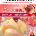 Sakura Hakutoh (White Peach) | Yamanashi Prefecture