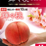 Sakura Hakutoh - Kira Kira | Nagano Prefecture