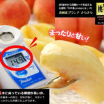 Sakura Hakutoh - Kira Kira | Nagano Prefecture