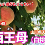 Seioubo Hakutoh | Yamagata Prefecture
