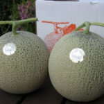 Tomamae Melon (Red Fresh Melon) | Hokkaido Prefecture