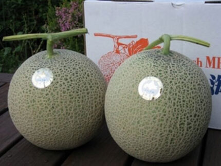 Tomamae Melon (Red Fresh Melon) | Hokkaido Prefecture
