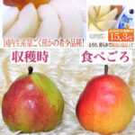 California Pear | Yamagata Prefecture