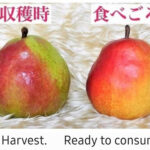 California Pear | Yamagata Prefecture