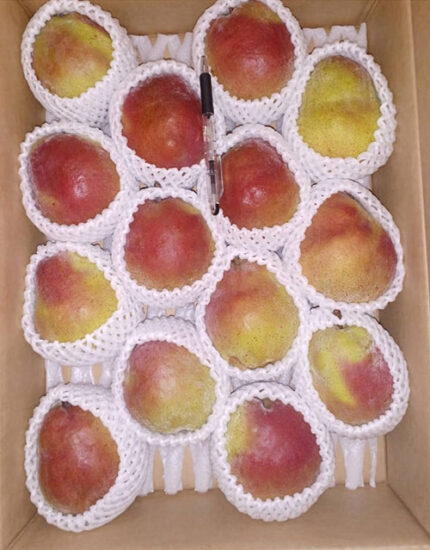 California Pear | Yamagata Prefecture | 14 Pcs
