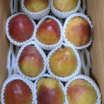 California Pear | Yamagata Prefecture | 10 Pcs