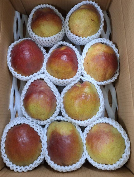 California Pear | Yamagata Prefecture | 10 Pcs