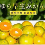 Early Taste Mikan | Wakatama Prefecture