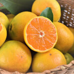 Early Taste Mikan | Wakatama Prefecture