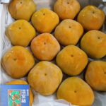 Jiro Kaki Persimmon (Seedless) | Premium-Aoshu Grade | Aichi Prefecture | 5L Size 14 Pcs