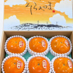 Kitaro Persimmon | Aoshu Grade | Tottori Prefecture | 6 Pcs