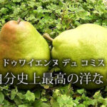 Phantom Commis | Yamagata Prefecture