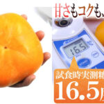 Queen Persimmon | Aoshu Grade | Wakayama Prefecture